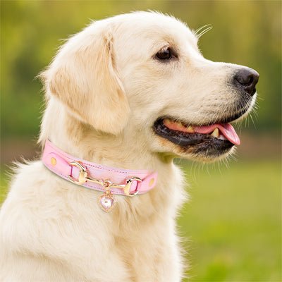 collier en cuir Pour Chien Rose | Strass Confort - Excursion Chien