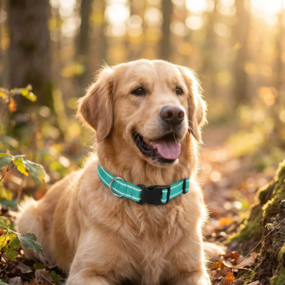 collier en nylon pour chien