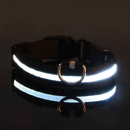 collier fluo pour chien noir