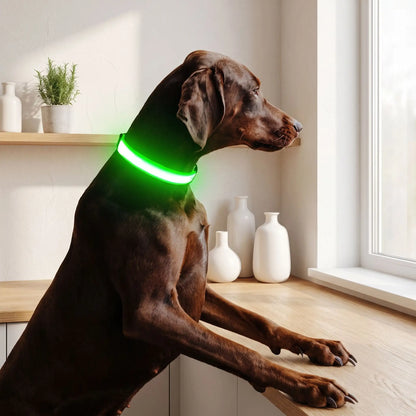 Collier Led Chien Rechargeable | Nightwalk