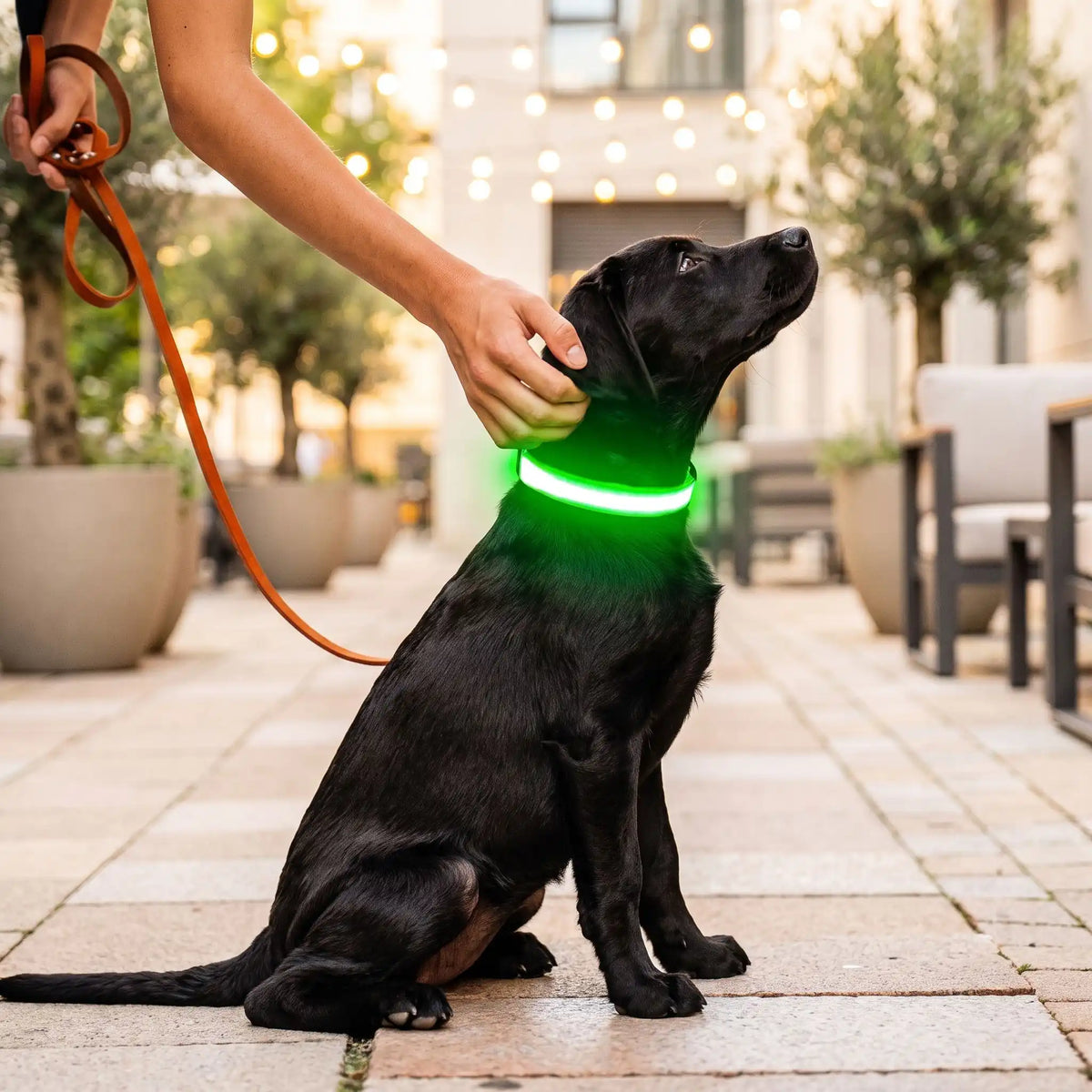 Collier Led Chien Rechargeable | Nightwalk
