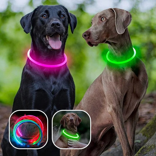 Collier lumineux chien