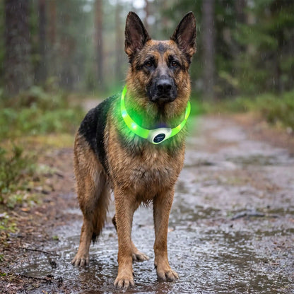 collier lumineux pour chien confortable