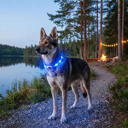collier lumineux pour chien rechargeable