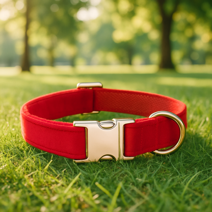 collier pour Chien personnalisé avec anneau en D dorée