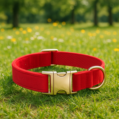 collier pour Chien personnalise en velour