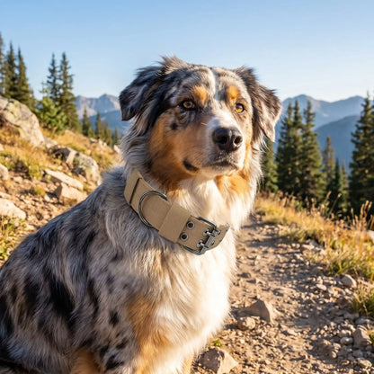 collier pour grand chien comfortable