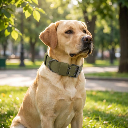 collier pour grand chien robuste