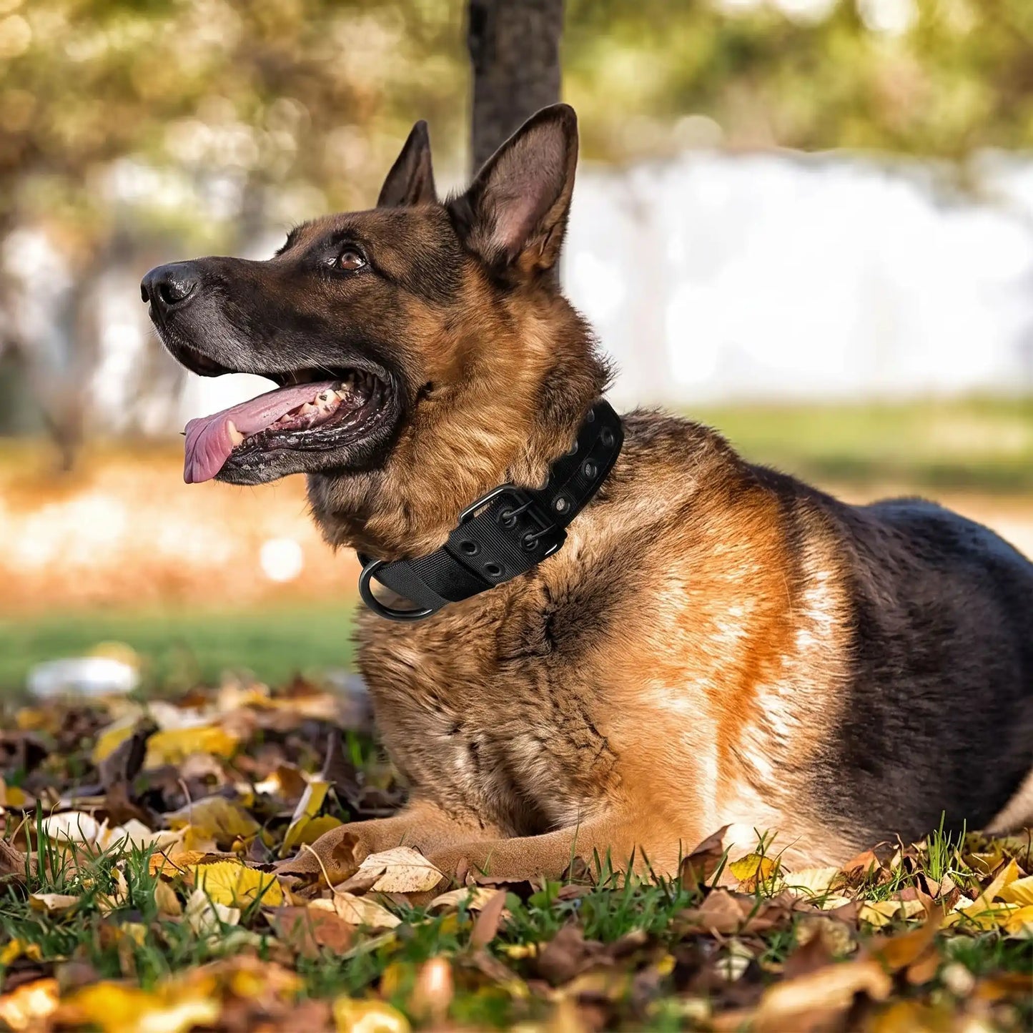 collier pour grand chien tactique