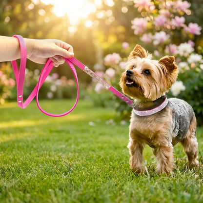  collier pour petit chien 