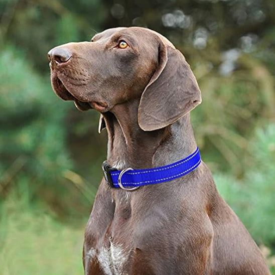 collier réfléchissant chien avec bande lumineuse pour des sorties sereines