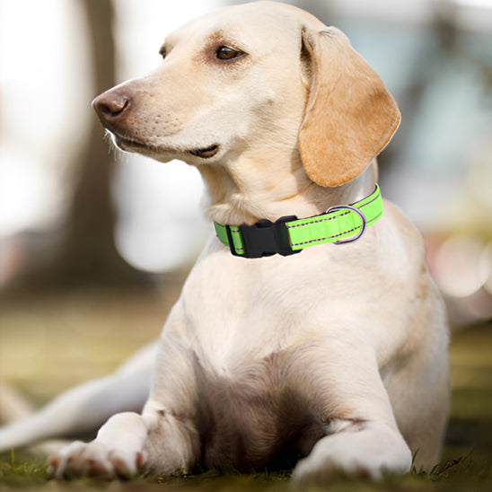 collier réfléchissant chien avec deux lignes de fil réfléchissant 3M qui protège votre animal