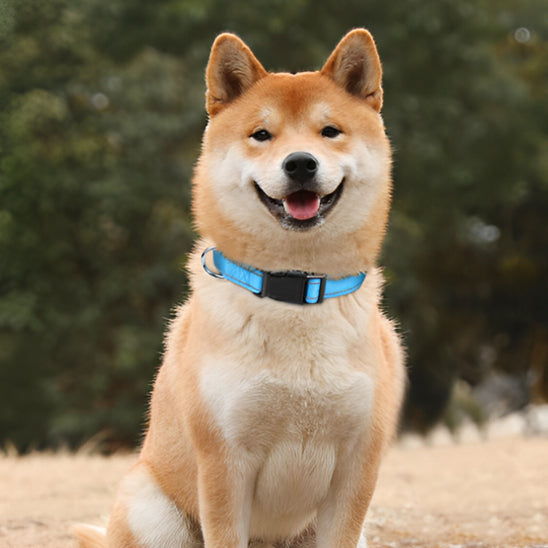 collier réfléchissant chien qui embellit vos sorties