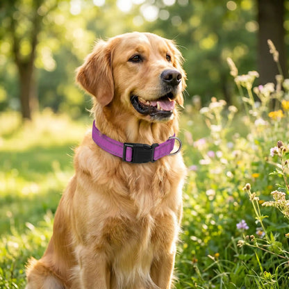  collier réfléchissant chien rose