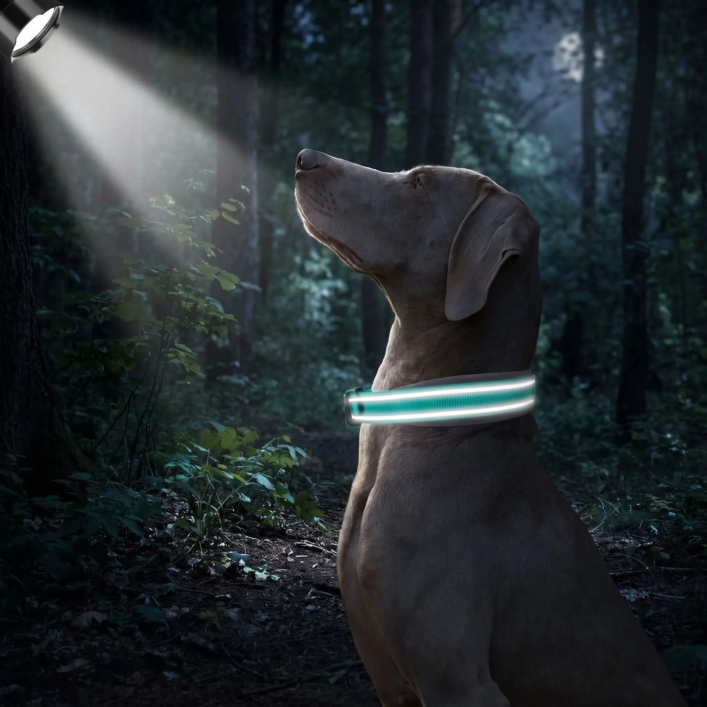 Collier Réfléchissant Pour Chien | Nuit Secure - Excursion Chien
