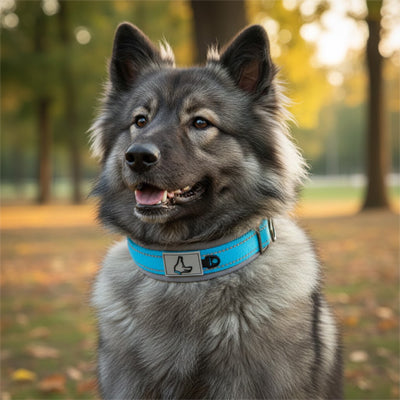 collier réfléchissant pour chien qui transforme les moments de stress en balades sereines