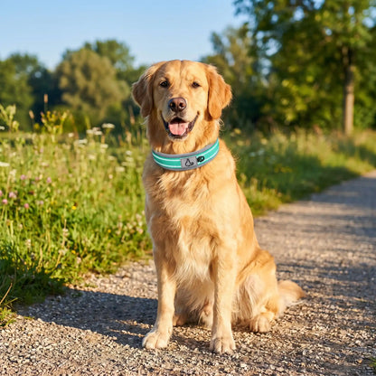 Collier Réfléchissant Pour Chien | Nuit Secure - Excursion Chien