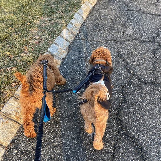 Double laisse pour chien qui permet de garder votre chien près de vous
