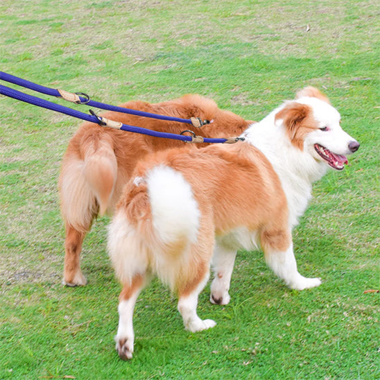 double laisse pour chien qui permet de promener deux chiens simultanément avec une seule poignée