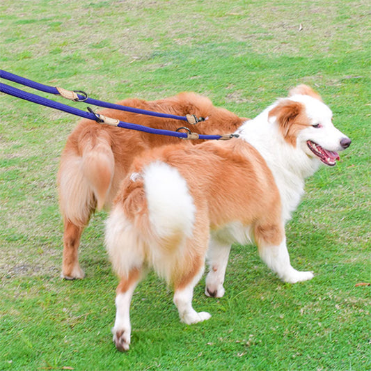 double laisse pour chien qui permet de promener deux chiens simultanément avec une seule poignée