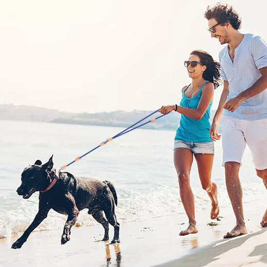 double laisse pour chien qui respecte votre confort