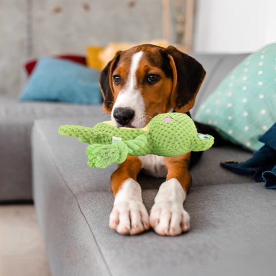 peluche pour chien qui stimule l'intelligence canine