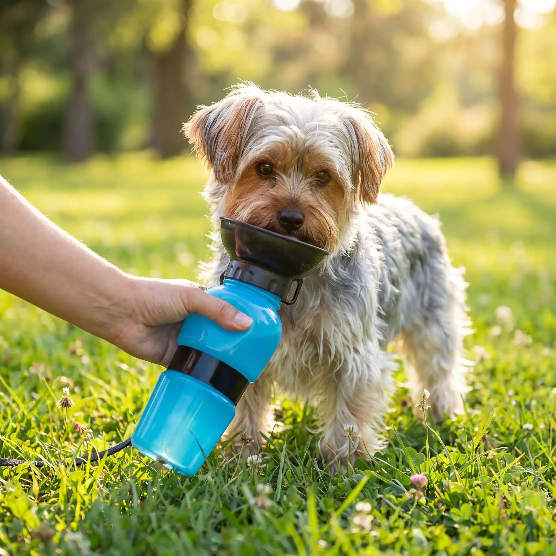Gourde pour chien idéale pour les promenades quotidiennes