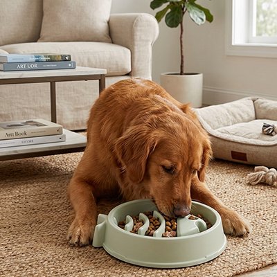 Gamelle anti glouton chien qui obligent l'animal à manger autour des reliefs pour prolonger la durée du repas