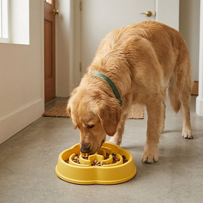 gamelle anti glouton pour gros chien qui s'intégre harmonieusement dans votre intérieur