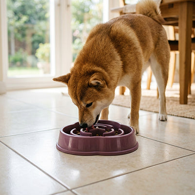 gamelle anti glouton pour gros chien qui prévient les ballonnements et régurgitations