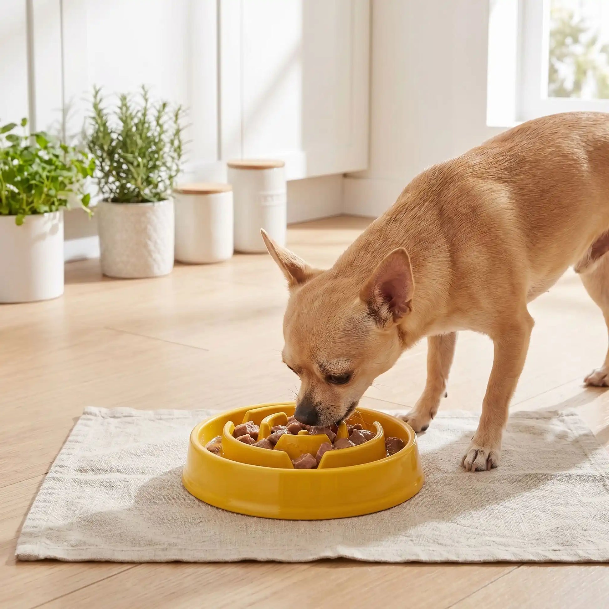 Gamelle Anti-Glouton pour Petit Chien | Alimentation Lente et Digestion Améliorée - Excursion Chien