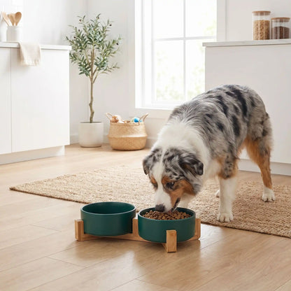 gamelle verte en céramique pour chien confortable qui préserve la santé de votre animal