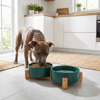 gamelle verte en céramique pour chien qui réduit la fatigue du cou et des articulations de votre animal