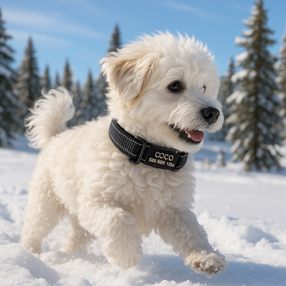 Collier pour Chien gravé noir