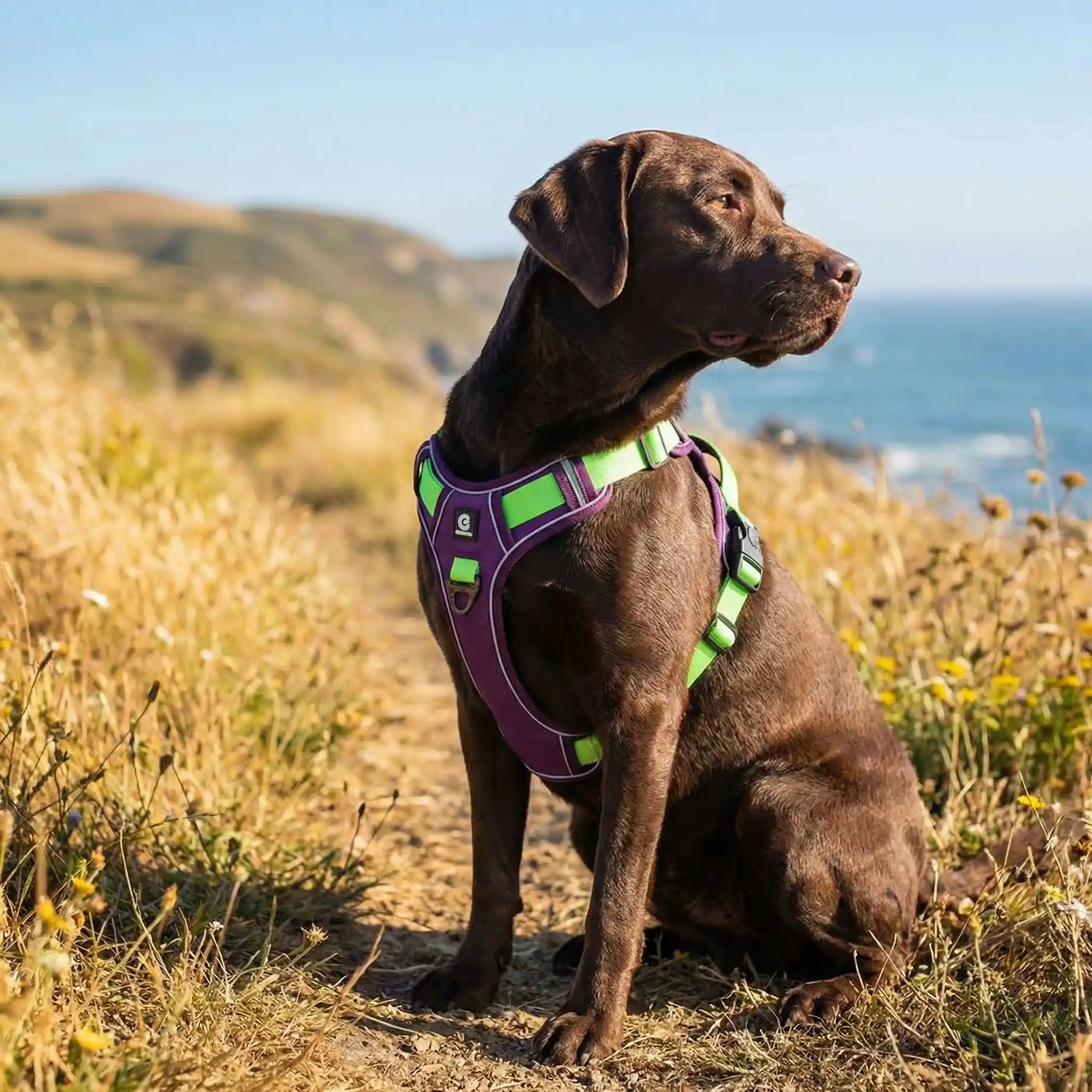 Chien Harnais anti traction | Réfléchissant - Excursion Chien