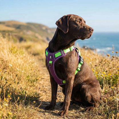 Chien Harnais anti traction | Réfléchissant - Excursion Chien