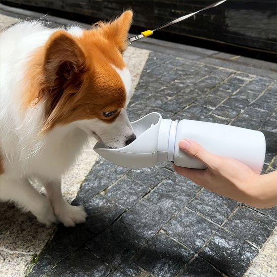 gourde chiens légère et portable