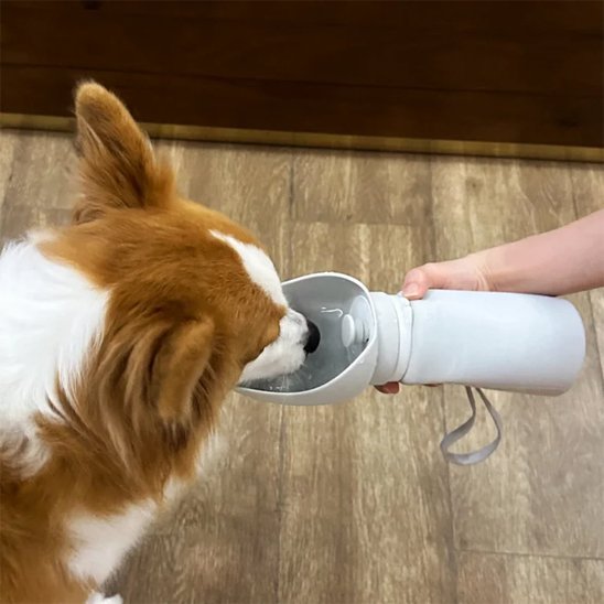 gourde chiens pour les randonnés et balades