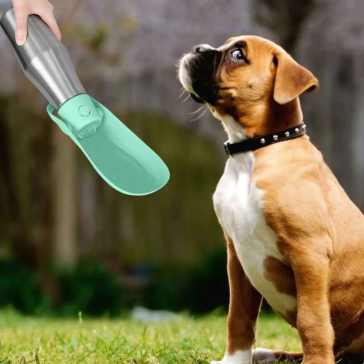Gourde Isotherme Chien | AquaCompagnon