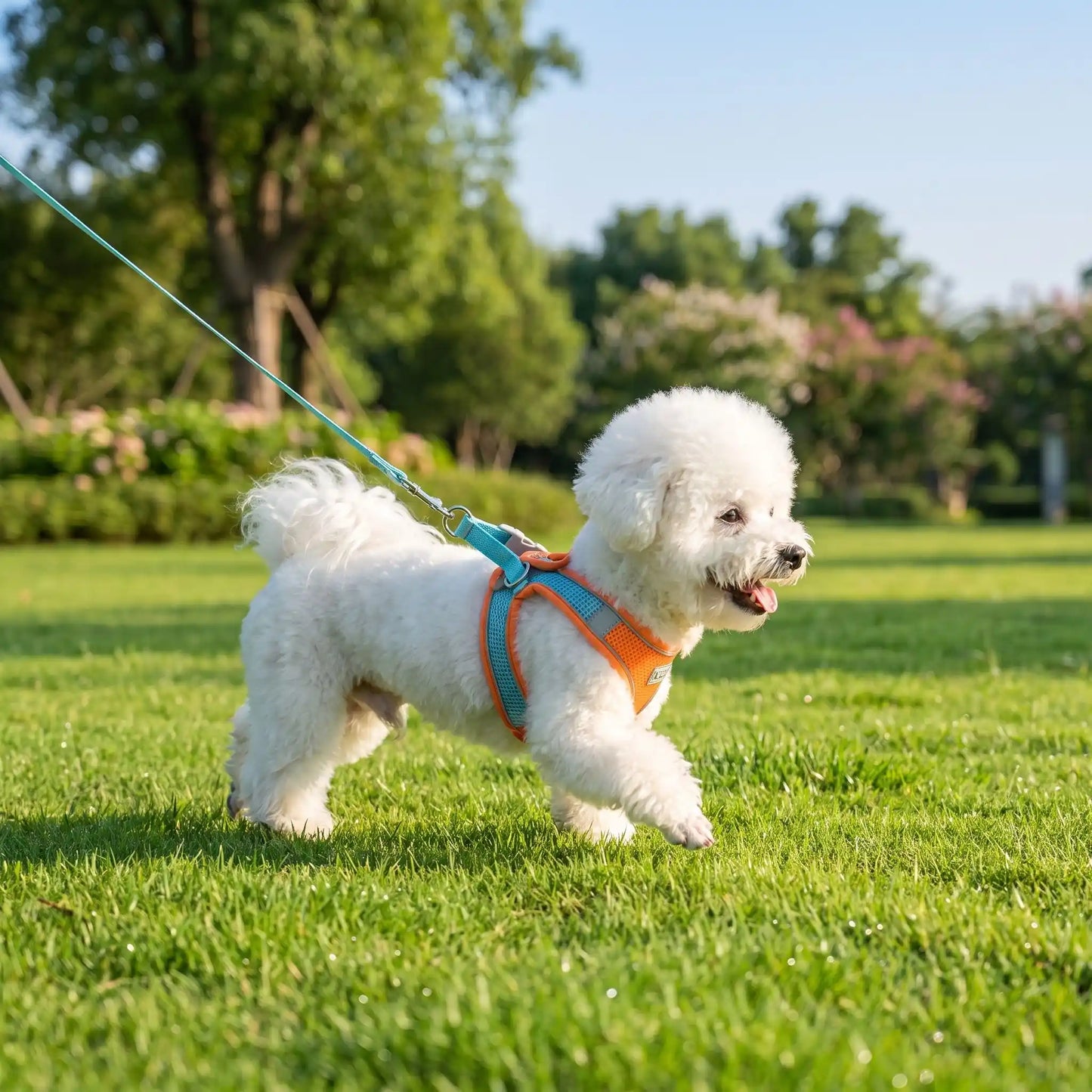 Harnais Pour Caniche | Mesh Respirant - Excursion Chien