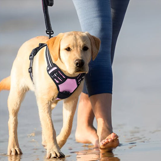 Harnais Chien Anti - Traction | Confort Optimal - Excursion Chien