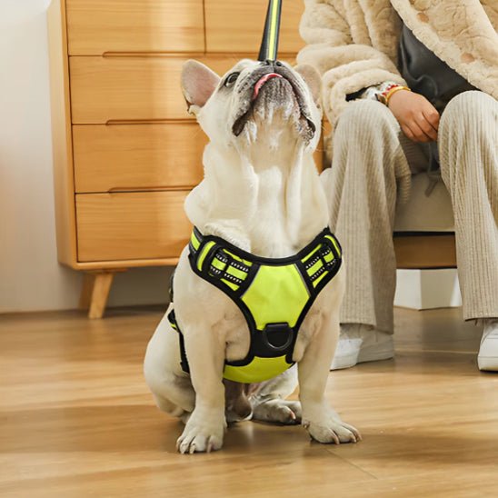 Harnais Chien Anti - Traction | Confort Optimal - Excursion Chien