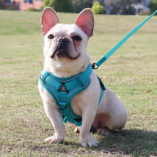 Harnais Chien | Anti - Traction Confort - Excursion Chien