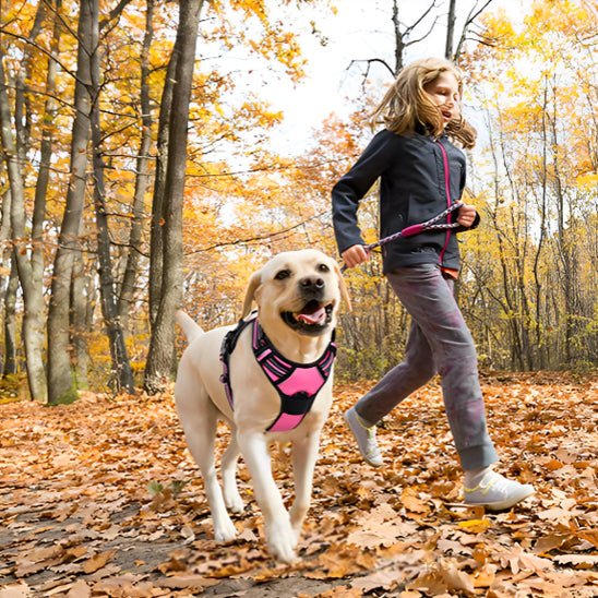 Harnais Chien Anti - Traction | Confort Optimal - Excursion Chien