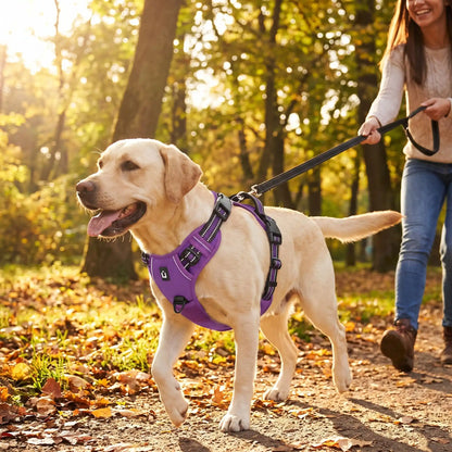  harnais chien anti-traction résistante aux tractions