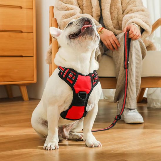 Harnais Chien Anti - Traction | Confort Optimal - Excursion Chien