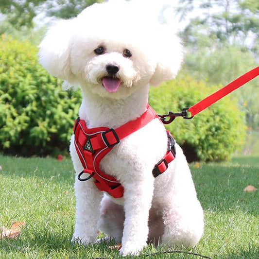 Harnais Chien | Anti - Traction Confort - Excursion Chien