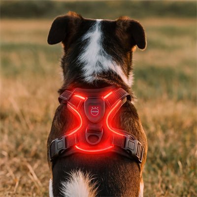 Harnais Pour Chien Lumineux | Rechargeable LED - Excursion Chien