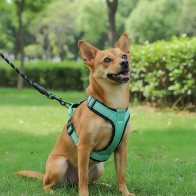 Harnais Chien petite taille | Anti - Traction - Excursion Chien