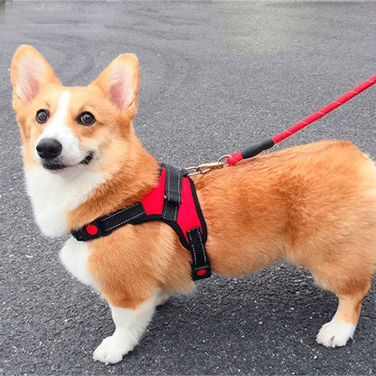 Harnais Chien | Anti - Traction Rouge - Excursion Chien